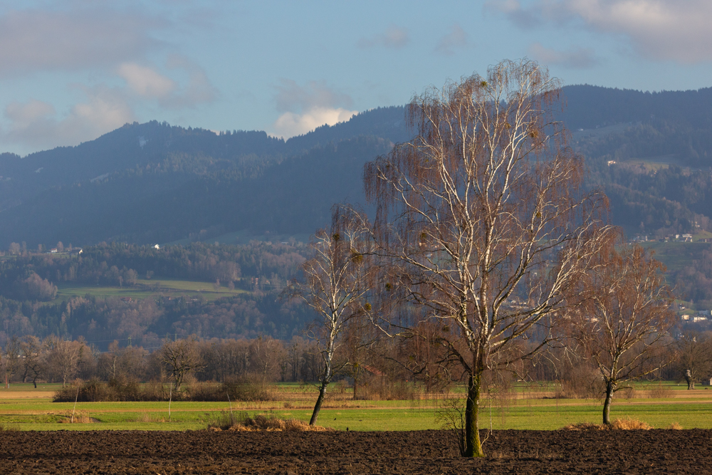 Lauteracherried im Jänner 61